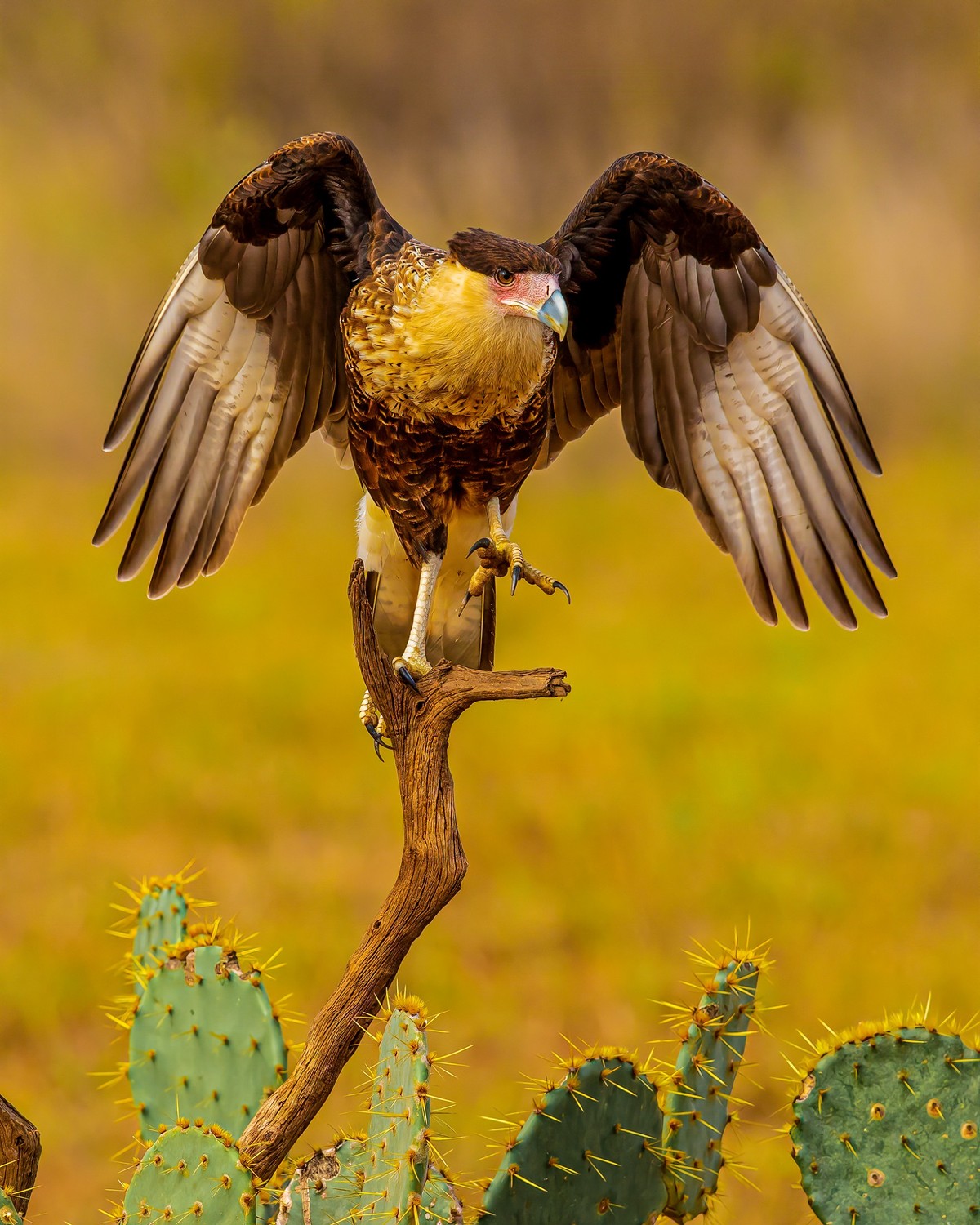 Other Birds of Prey Texas Photo Man